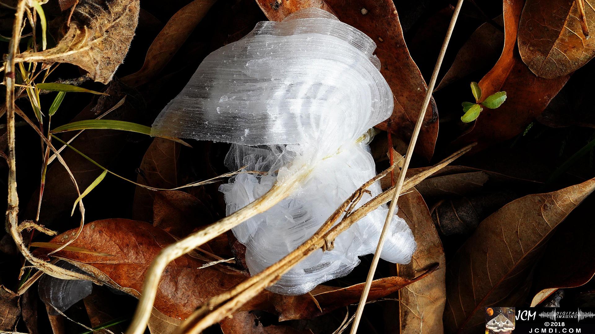 Ice Flowers at Old Hickory Lake, TN